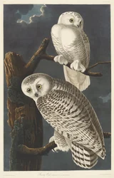 Schneeeule, 1831